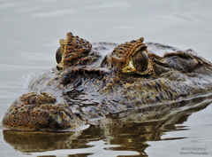 Caiman crocodilus crocodilus