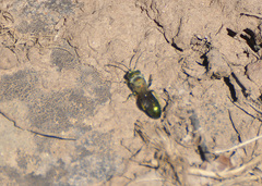Hoplitis fulgida fulgida