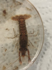 Procambarus spiculifer