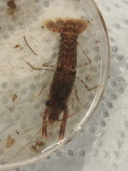 Procambarus spiculifer