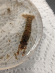 Procambarus spiculifer