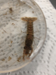 Procambarus spiculifer