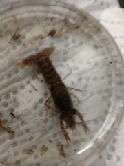 Procambarus spiculifer