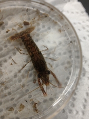 Procambarus spiculifer