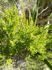 Erica hispidula
