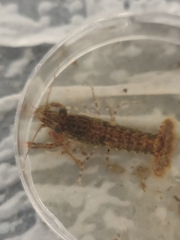 Procambarus spiculifer
