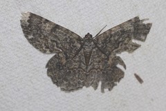Amblychia subrubida