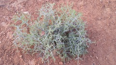 Sarcomphalus obtusifolius canescens