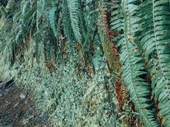 Polystichum munitum