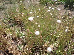 Microseris laciniata