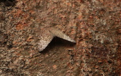 Hamadryas februa ferox
