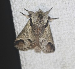 Antithemerastis acrobela