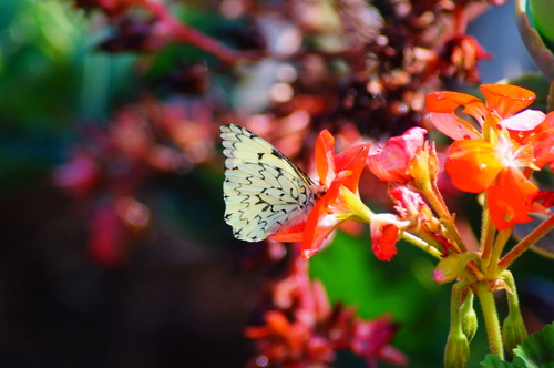 Mariposa garabato jaspeado
