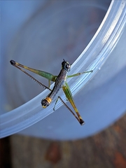 Temnomastax borellii