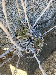 Dudleya albiflora