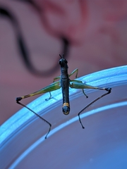 Temnomastax borellii