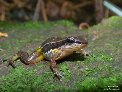 Hyloxalus arliensis