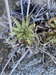 Dudleya albiflora
