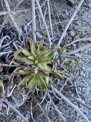 Dudleya albiflora