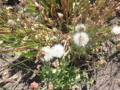 Microseris laciniata