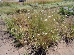 Microseris laciniata