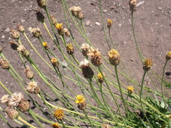 Microseris laciniata