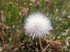 Microseris laciniata