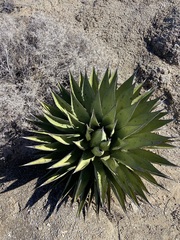 Agave shawii