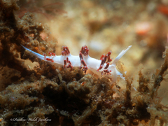 Flabellina dushia