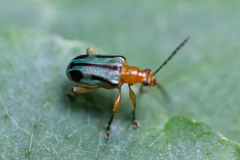 Neolema exclamationis