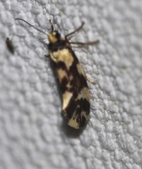 Lactura cristata