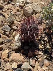 Ferocactus gracilis coloratus