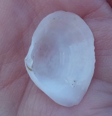 Cumingia californica
