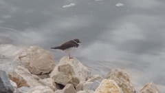 Charadrius hiaticula