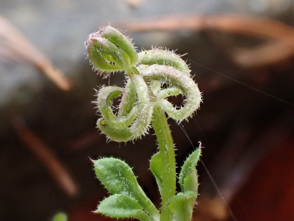 Galium gall mite
