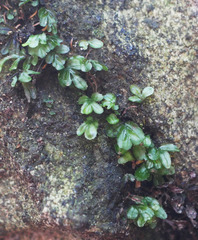 Hymenophyllum minimum