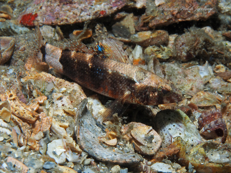 Pygmy sea bass (Saltwater Fish of Alabama) · iNaturalist