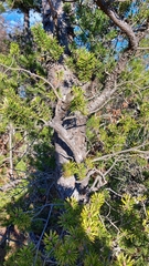 Pinus banksiana image