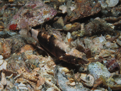 Pygmy Sea Bass photo 4