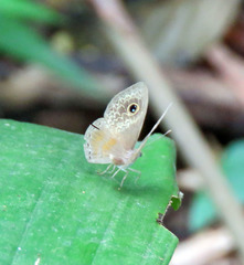 Perophthalma tullius