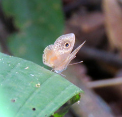 Perophthalma tullius