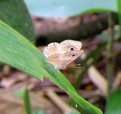 Perophthalma tullius