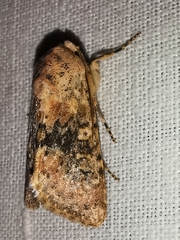 Polymixis argillaceago