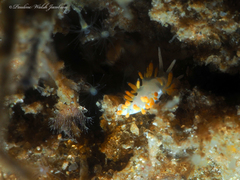 Flabellina dushia