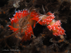 Coryphella verta