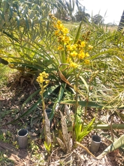 Cyrtopodium flavum