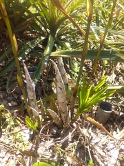 Cyrtopodium flavum