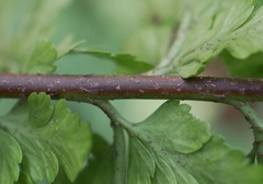 Asplenium bulbiferum