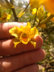Cyrtopodium flavum