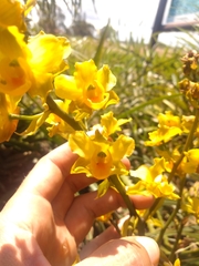 Cyrtopodium flavum